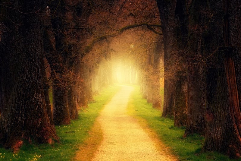 Magical Forest Vows