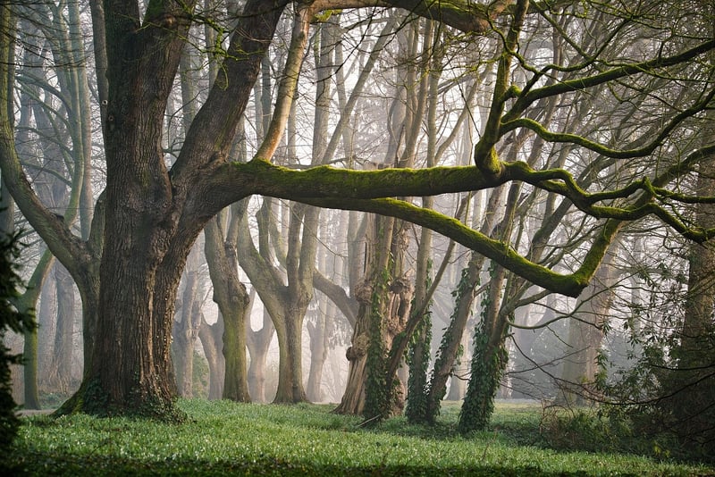 Enchanted Forest Wedding